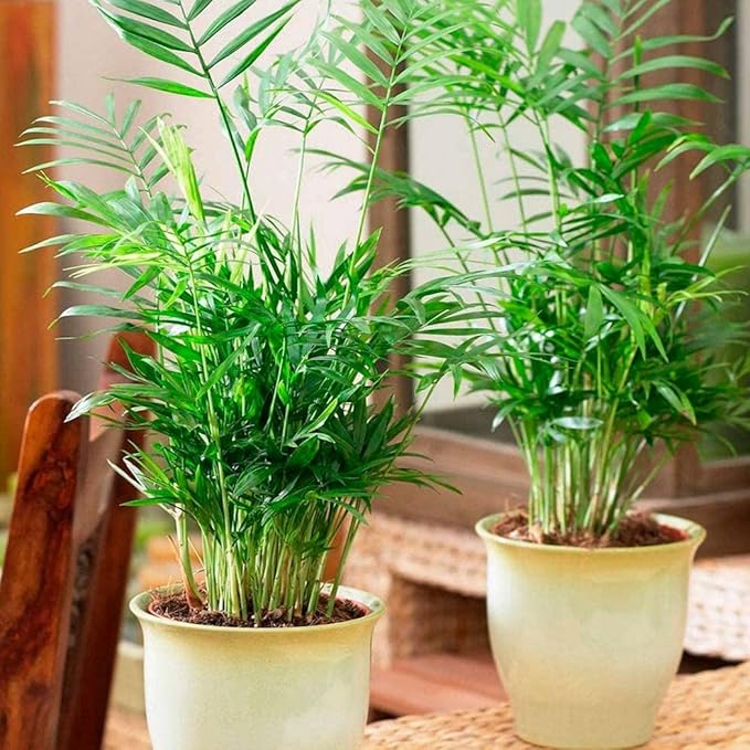 Seeds Parlor Palm Neanthe Bella (Palm Chamaedorea) Rare Perennial Tree