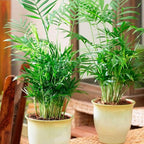 Seeds Parlor Palm Neanthe Bella (Palm Chamaedorea) Rare Perennial Tree