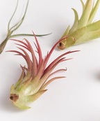 Shop Succulents | Assorted Collection | Variety of Species, Tropical House Plant for Home Décor, DIY Terrariums, 50-Pack