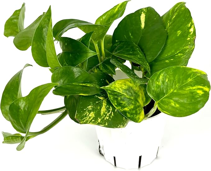Pothos Golden Easy Air Purifying House Plant, 4" Pot