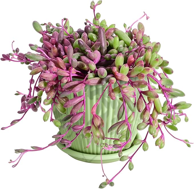 Sprout N Green 4" Ruby Necklace with Green Stripe Pot, Live Othonna capensis L.H.Bailey Succulent, Purple Hanging Trailing House Plant for Home Office Wedding Decoration DIY Project Party Favor