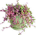 Sprout N Green 4" Ruby Necklace with Green Stripe Pot, Live Othonna capensis L.H.Bailey Succulent, Purple Hanging Trailing House Plant for Home Office Wedding Decoration DIY Project Party Favor