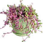 Sprout N Green 4" Ruby Necklace with Green Stripe Pot, Live Othonna capensis L.H.Bailey Succulent, Purple Hanging Trailing House Plant for Home Office Wedding Decoration DIY Project Party Favor