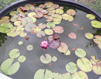 Live Aquatic Plant Nymphaea Mayla RED Color HARDY Water Lily TUBER for Aquarium Freshwater Fish Pond BUY 2 GET 1 FREE by JustNature