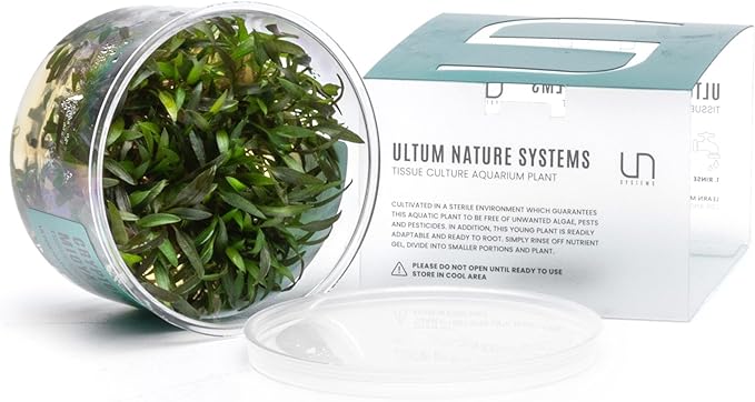 Ultum Nature Systems Cryptocoryne Mioya Tissue Culture Live Plant for Aquarium, Aquascape, Freshwater Fish Tanks - 100% Snail Free in Vitro