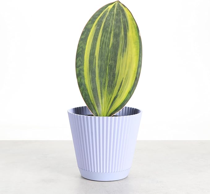 Thorsen's Greenhouse Live Variegated Whale Fin Snake Plant, Low Light, Collector Houseplant, 4-inch Diameter Mature Plant (Lavender)