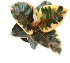6" Ficus Tineke, Variegated Rubber Plant, Real Ficus Tree, Indoor Garden Greenhouse Plant Room Decor Office Plants Live Real Plants Indoor Live Plants Indoor Plants Live Houseplants by Plants for Pets