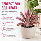 Pink Mother of Millions Live Plant 2 Inch Pot - Kalanchoe Delagoensis Starter - Succulent Easy Care Indoor Houseplant Self Propagating - Rare Pink Succulent - Fast Growing Unique Gift Plant