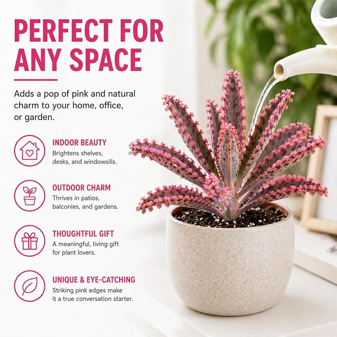 Pink Mother of Millions Live Plant 2 Inch Pot - Kalanchoe Delagoensis Starter - Succulent Easy Care Indoor Houseplant Self Propagating - Rare Pink Succulent - Fast Growing Unique Gift Plant