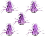 Air Plants - Tillandsia Ionantha - Organically Enhanced Color - Live Arrival Guaranteed - House Plants for Home Decor & Gift (Lavender 5pk)