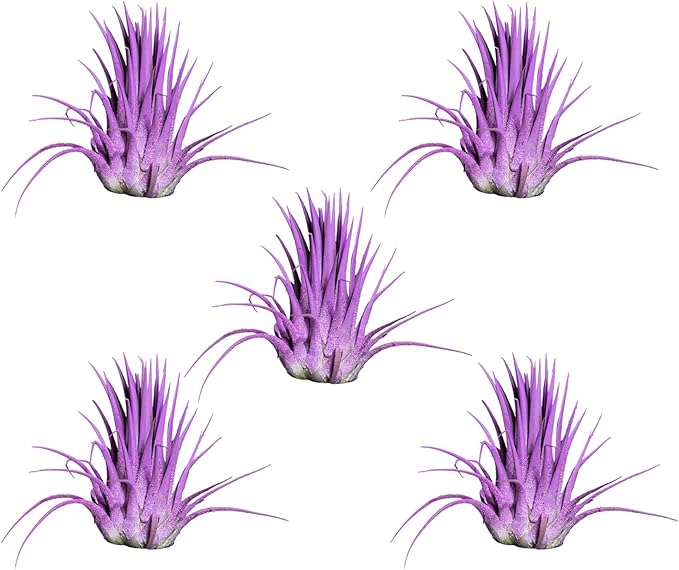 Air Plants - Tillandsia Ionantha - Organically Enhanced Color - Live Arrival Guaranteed - House Plants for Home Decor & Gift (Lavender 5pk)