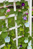 50+ Mix Japanese Morning Glory Seeds Climbing Vine Flowers Perennial Ipomoea Bloom in Summer Plant