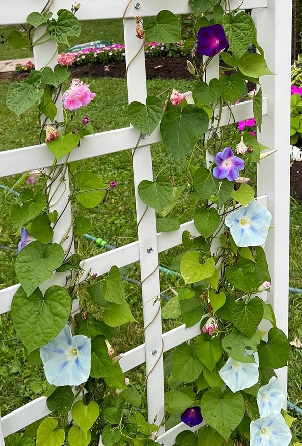 50+ Mix Japanese Morning Glory Seeds Climbing Vine Flowers Perennial Ipomoea Bloom in Summer Plant