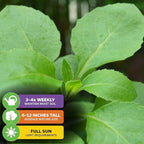 Longevity Spinach Live Plant - Gynura procumbens - Wellspring Gardens Nutrient-Rich Live Vegetable Plants - Vibrant & Healthy Plants, Easy to Grow & Maintain (2-Pack)