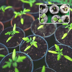 ZeeDix 100 Pcs (40mm) Peat Pellet Fiber Soil Plant Seed Starters - Seed Starter Pellets Pods Compressed Peat Pellets for Grow Herbs, Plant, Flowers and Vegetables