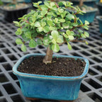 Brussel's Live Dwarf Jade Indoor Bonsai Tree - 3 Years Old; 4" to 6" Tall with Decorative Container