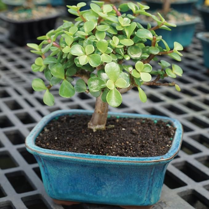 Brussel's Live Dwarf Jade Indoor Bonsai Tree - 3 Years Old; 4" to 6" Tall with Decorative Container