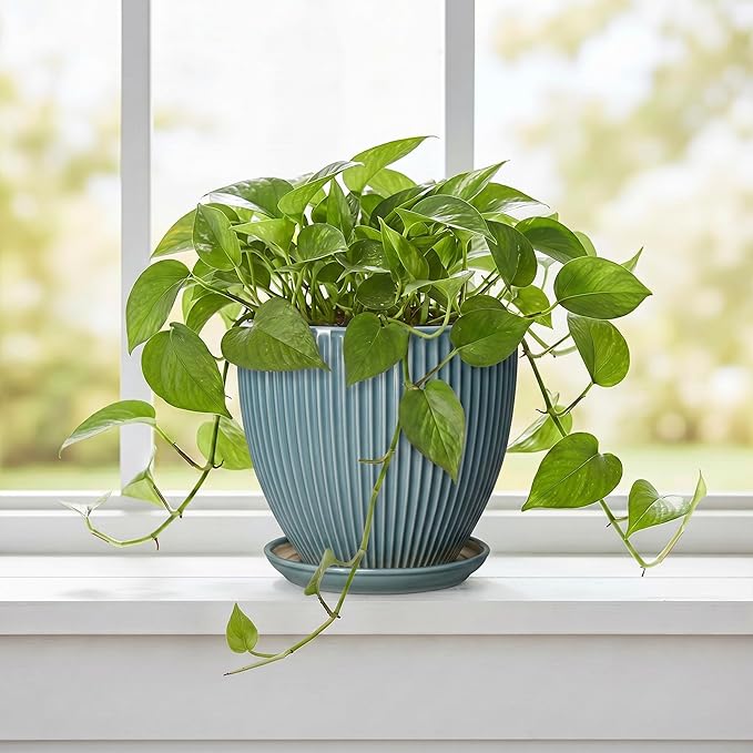 6 Inch Plant Pot Indoor, Ceramic Pots for Snake Succulent Plants, Decorative Round Flower Pots with Drainage Hole and Saucer, Modern Planter, Bookshelf Decor, Gifts for Men Women, Glaze Blue