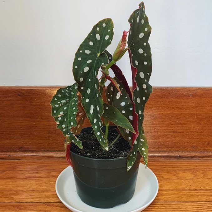 Trailing Begonia Plant Live, Rare Begonias Live Plant, 4-8 Inc Starter Indoor Outdoor Houseplant (Pink Leaf with White Spots Begonia)