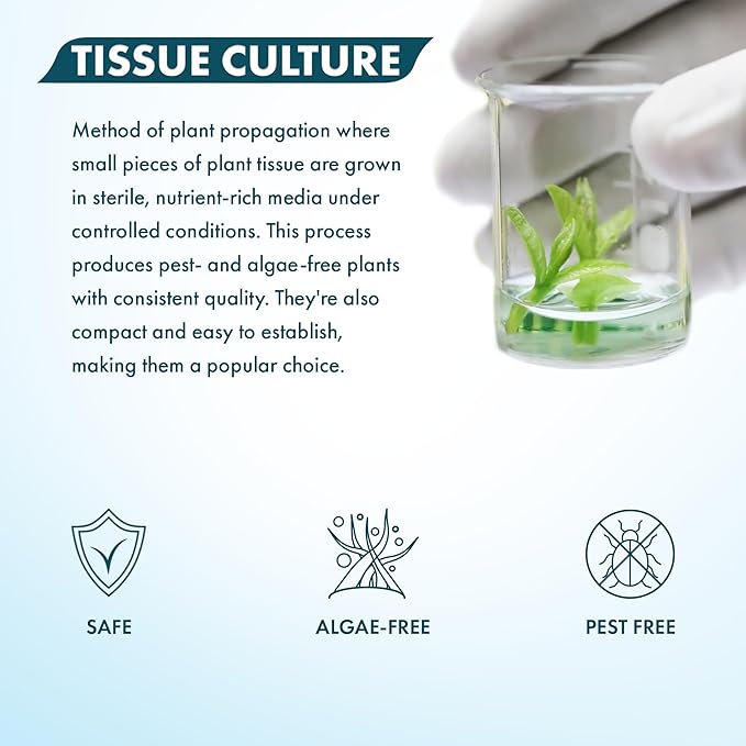 SubstrateSource Live Plant - Utricularia Graminifolia Tissue Culture Aquatic Live Aquarium Plant Grass Carpet for Aquascape - 100% Snail Free in Vitro Cup (Utricularia Graminifolia)