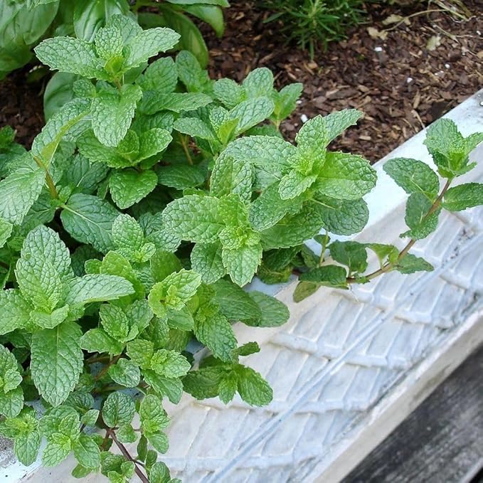 Bonnie Plants Sweet Mint Plug, Live Plant, for Salads, Desserts, and Drinks, Full to Part Sun, 3 Cubic in., 6 Pack