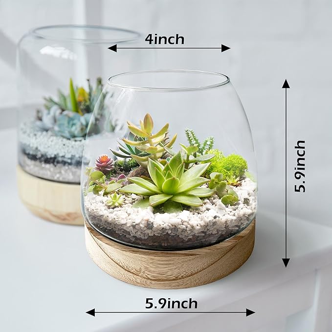 6 Inch Plant Glass Terrarium with Removable Wooden Base for Succulents Glass Bowl for Air Plant Cactus Moss (Plants not Included)