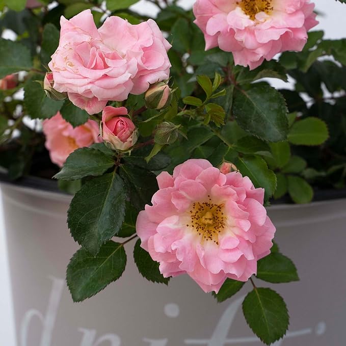 Perfect Plants Blushing Drift Rose Bush in 1 Gallon Grower's Pot | Compact Flowering Ground Cover | Live Bush with Ruffled Pink Flowers | Easy to Grow for Outdoor Landscapes or Container | Zones 4-11