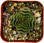 Sprout N Green Crassula cv. Buddha's Temple, Live Succulent Fully Rooted in 2" Pot with Soil Mix, Houseplant for Indoor Outdoor Home Office Wedding Decoration Party Favor, Pet Friendly, Easy to Care