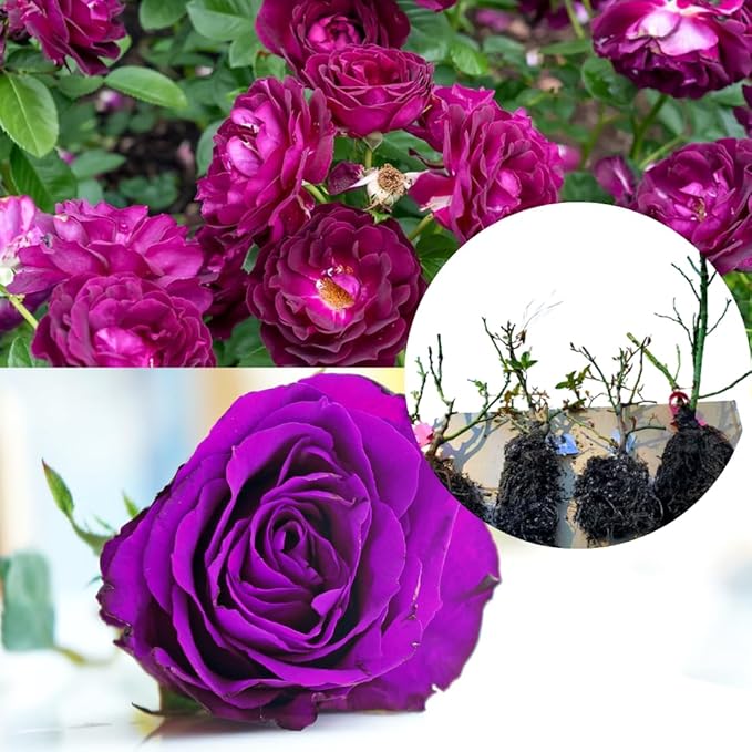 Purple Climbing Rose Live Plant, Can Grow As Rose Bushes Shrubs, Fragrant Ready to Plant, Starter Size, 5 to 10 Inc Tall, Dormant in Winter