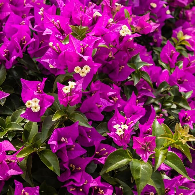2 Bougainvillea Live Plants, Tropical Bougainvillea Flowering Vine, Fast Growing Outdoor and Container Plant, 4-8'' Tall (Bright Purple)