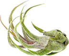 ragnaroc Air Plants - Tillandsia Pruinosa, Large 3-5" - 3ct - Live Arrival Guaranteed - House Plants for Home Decor & Gift