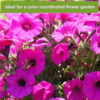Sow Right Seeds - Collection of Pink Flower Seeds for Planting - Non-GMO Heirloom Packets with Instructions - Wonderful Rosy Blooms to Attract Pollinators - Cut and Come Again - Rare Varieties