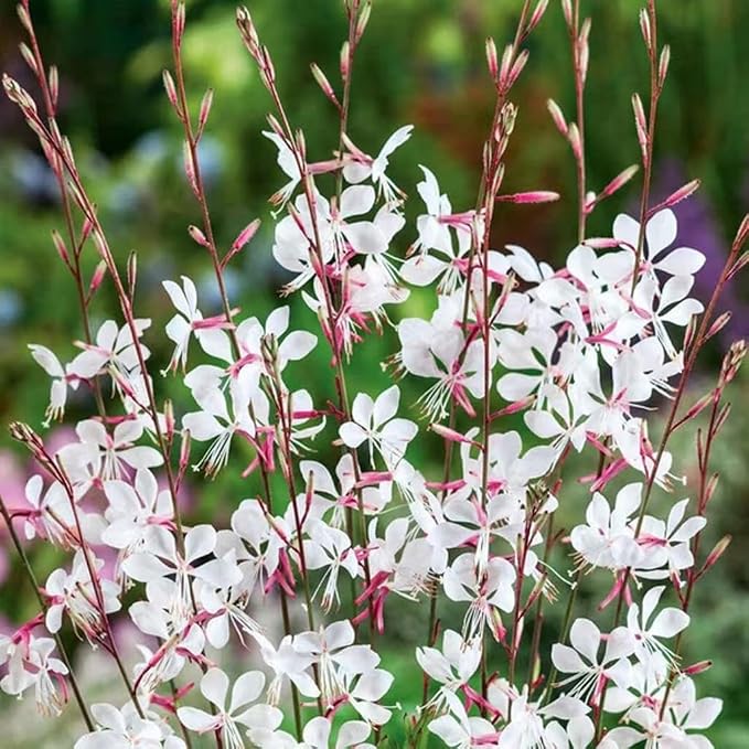 100PCS Gaura Lindheimeri Flower Seeds Wildflower Flower Seeds Heirloom (White)
