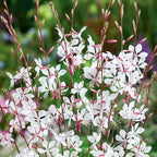 100PCS Gaura Lindheimeri Flower Seeds Wildflower Flower Seeds Heirloom (White)