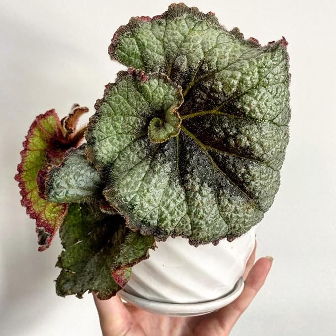 Trailing Begonia Plant Live, Rare Begonias Live Plant, 4-8 Inc Starter Indoor Outdoor Houseplant (Green Cream Begonia)