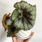 Trailing Begonia Plant Live, Rare Begonias Live Plant, 4-8 Inc Starter Indoor Outdoor Houseplant (Green Cream Begonia)