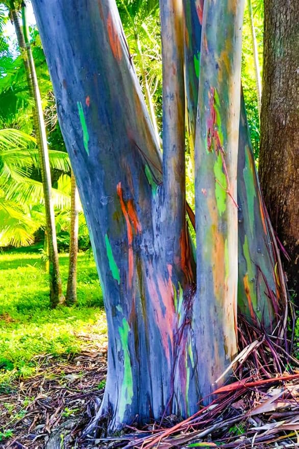 Rainbow Eucalyptus Tree Seeds - 50 Seeds - Stunning Colored Bark - Eucalyptus deglupta