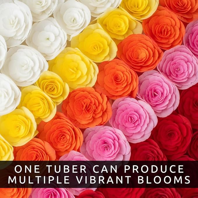 Grow Begonia Flower Bulbs Indoors (3 Pack) – Cheerful, Colorful Winter Blooms Year-Round – Easy-to-Grow Begonias for Containers, Desks, Windowsills, or Gifts – Stunning Dahlia-Like Flowers