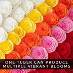 Grow Begonia Flower Bulbs Indoors (3 Pack) – Cheerful, Colorful Winter Blooms Year-Round – Easy-to-Grow Begonias for Containers, Desks, Windowsills, or Gifts – Stunning Dahlia-Like Flowers