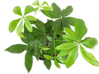 Live Money Tree Houseplant in 6" Grower Pot, Air Purifying Pet Friendly Plant, Easy Care for Beginners, Pachira Aquatica, Bonsai & Feng Shui Houseplants by Plants for Pets