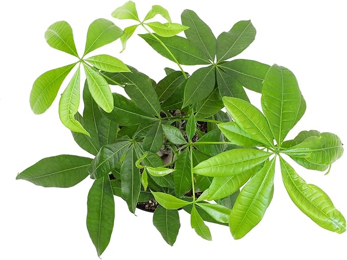 Live Money Tree Houseplant in 6" Grower Pot, Air Purifying Pet Friendly Plant, Easy Care for Beginners, Pachira Aquatica, Bonsai & Feng Shui Houseplants by Plants for Pets