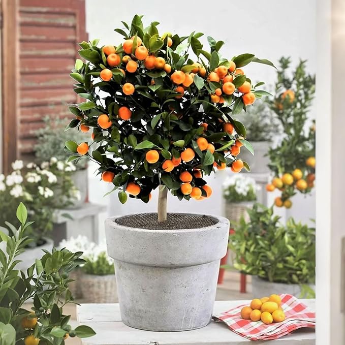 TINSKY 4 Pcs 15.7 Inch Plant Pot Grids-Cuttable Plant Pot Soil Covers Protectors from Animals-Indoor Plant Pot Soil Guard for Outdoor Garden Plant Protection