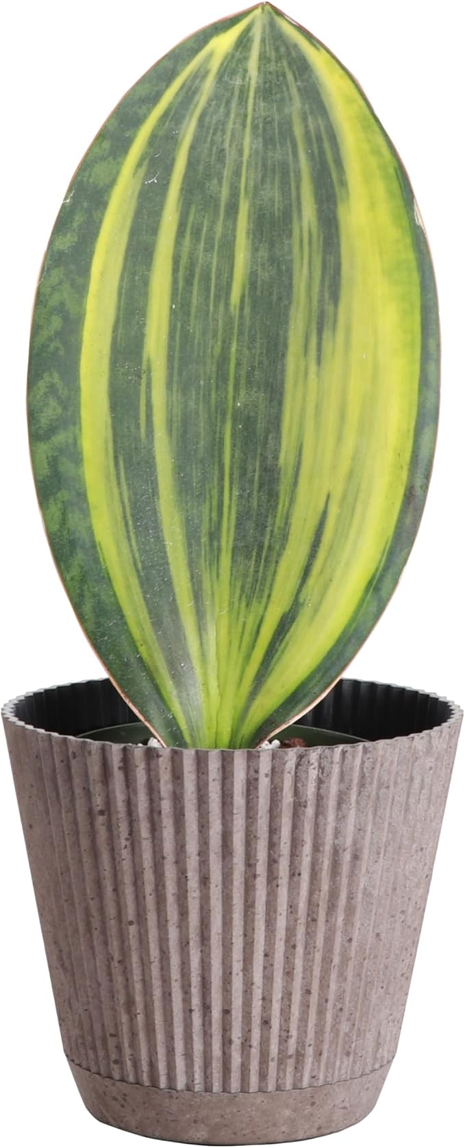 Thorsen's Greenhouse Live Variegated Whale Fin Snake Plant, Low Light, Collector Houseplant, 4-inch Diameter Mature Plant (Coffee)