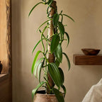 Live Vanilla planifolia Orchid Plant - 'Vanilla Orchid' - ragnaroc Tropical Plant 3-6" Tall - 1ct - Live Arrival Guaranteed - House Plants for Home Décor & Gift