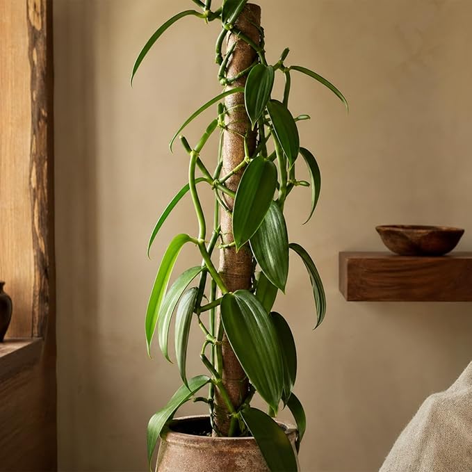 Live Vanilla planifolia Orchid Plant - 'Vanilla Orchid' - ragnaroc Tropical Plant 3-6" Tall - 1ct - Live Arrival Guaranteed - House Plants for Home Décor & Gift