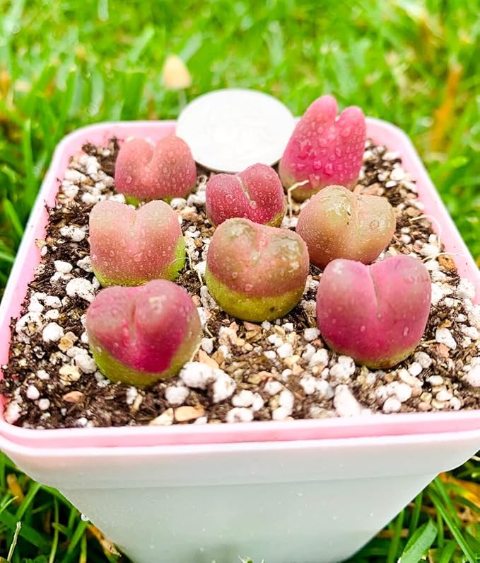 Pack of 3 Live Rare Conophytum Maughanii Exotic Succulent Plant Collector Item, Cute Jelly Bean Succulent Plant