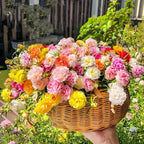Mixed Color-10000 Sun Rose Seeds - Mexican Rose, Portulaca Grandiflora Mix, Moss-Rose Purslane, Eleven O'clock, Rock Rose