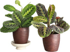 Thorsen's Greenhouse Prayer Plants Set of 2, Maranta leuconeura, Pet Safe, Low Light, Live Indoor Plants, 4" Diameter Plants, Classic Pots (Copper)