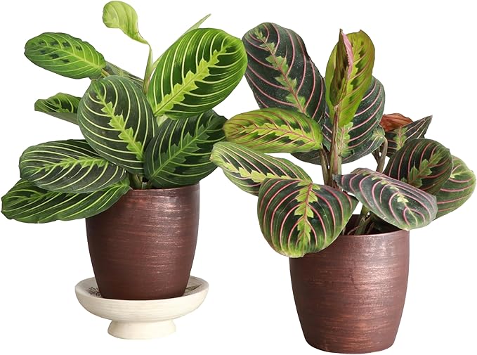 Thorsen's Greenhouse Prayer Plants Set of 2, Maranta leuconeura, Pet Safe, Low Light, Live Indoor Plants, 4" Diameter Plants, Classic Pots (Copper)
