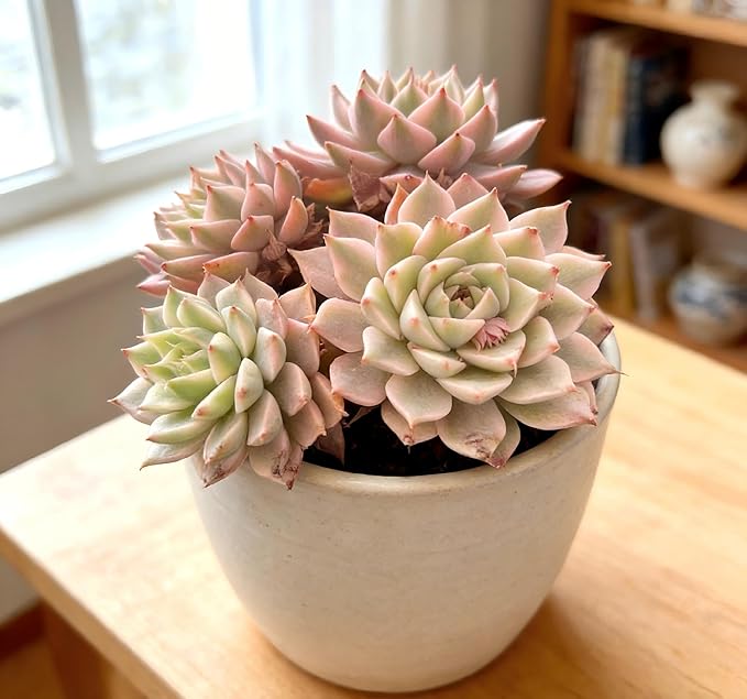 Live Houseplants Succulents – Echeveria Margaret Variegata with Succulent Care Accessories, Compact Live Plant for Indoor & Outdoor Spaces